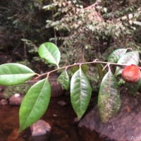 Diospyros hirsuta L.f.